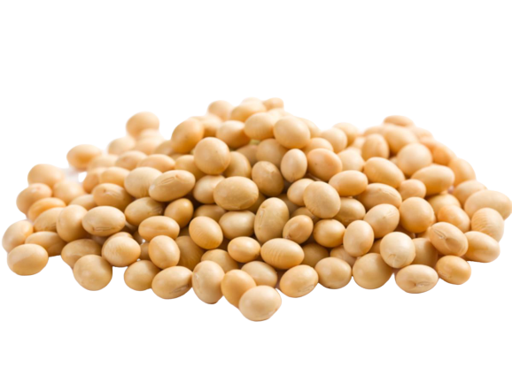 Soya Beans