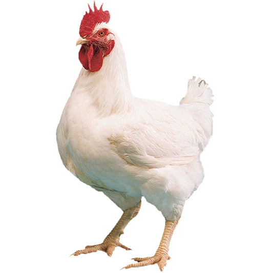 Chicken - Live