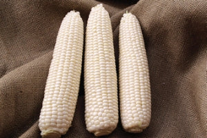 Corn (White)