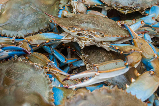 Crab