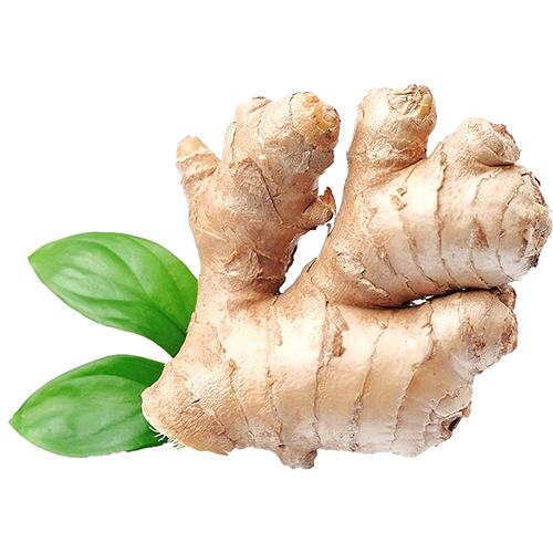 Ginger