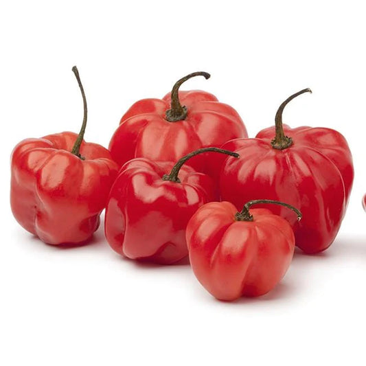 Scotch Bonnet Pepper (Red)