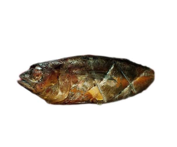 Smoked Tuna