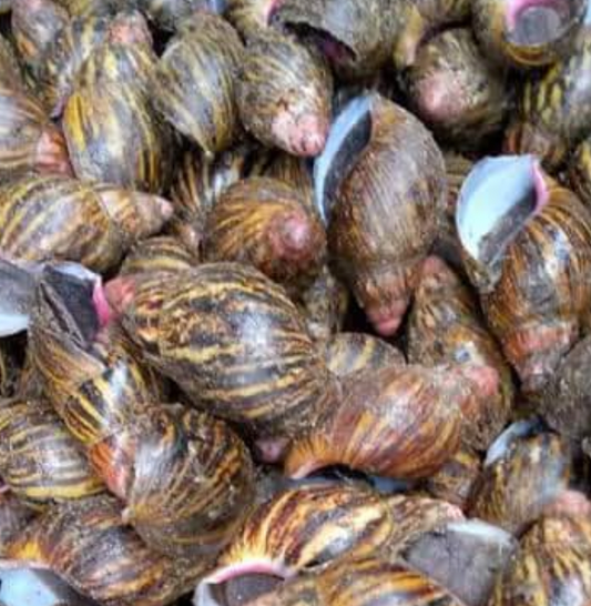 Fresh Snails